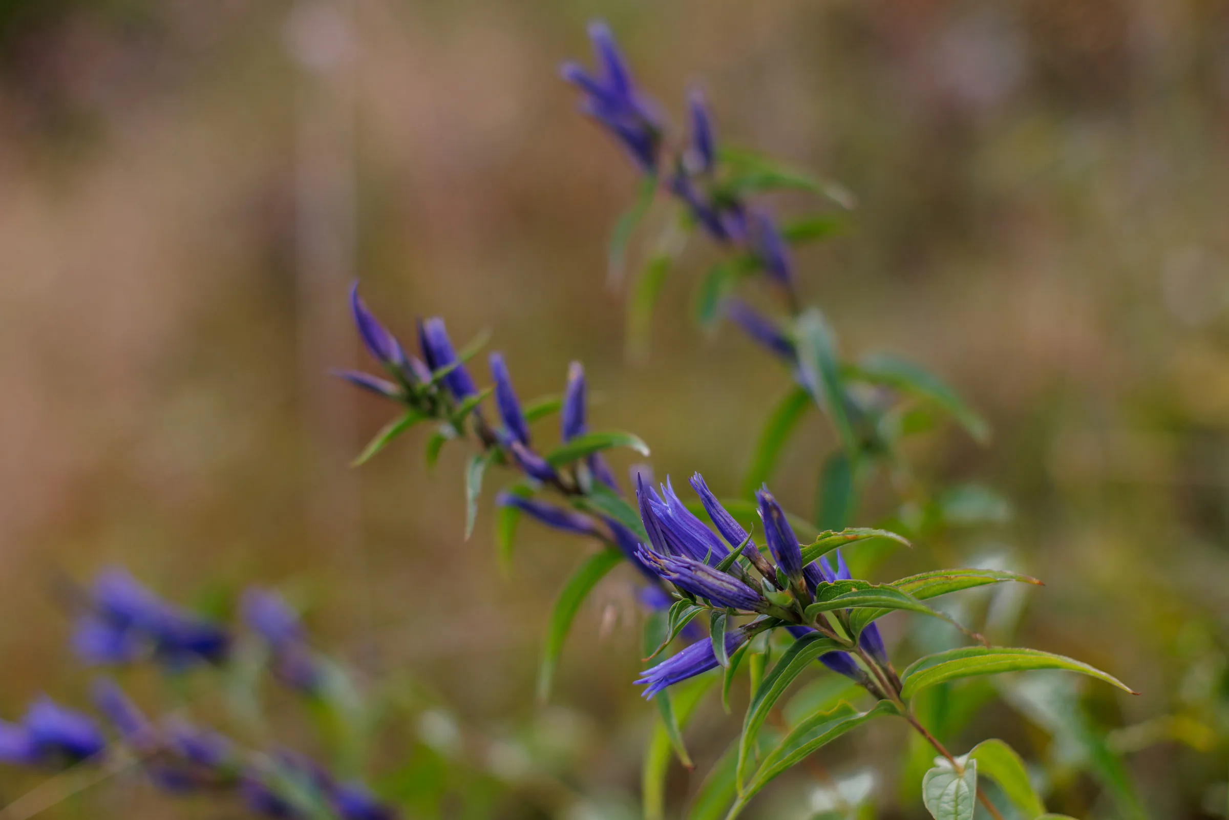 A blue mountain flower in bloom