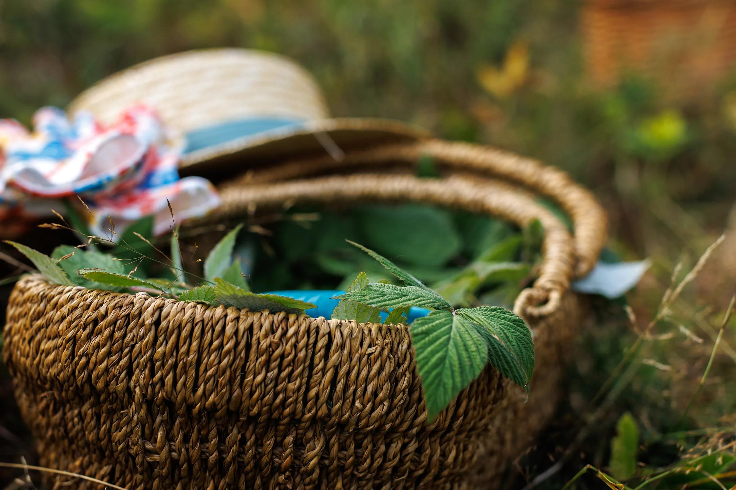 A basket of freshly picked medicinal herbs