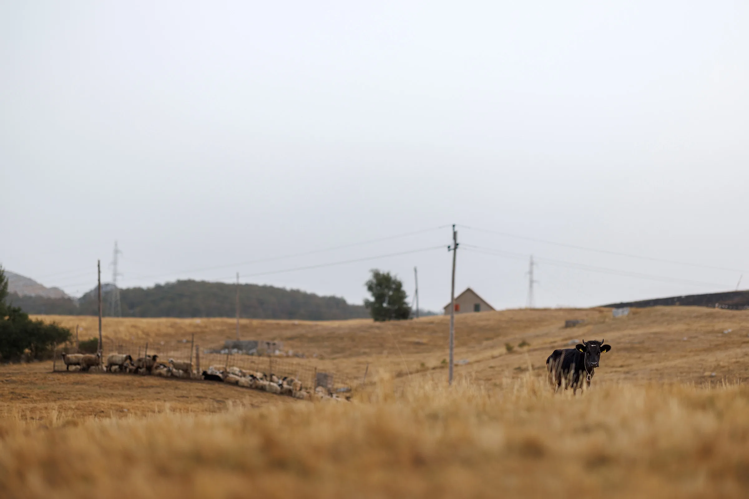 Cattle on a highland pasture in the Montenegrin hinterland
