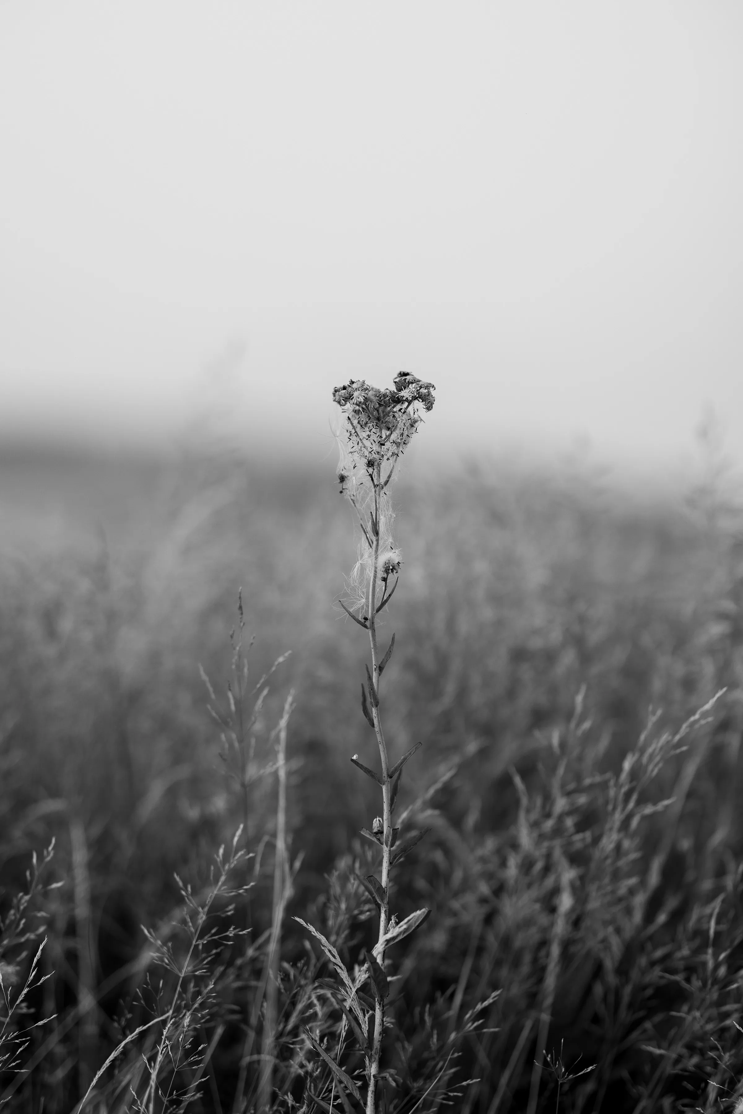 Usamljeni cvijet u polju, crno-bijela fotografija